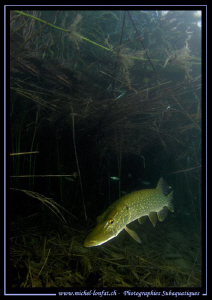 Pike Fish close to the surface. by Michel Lonfat 